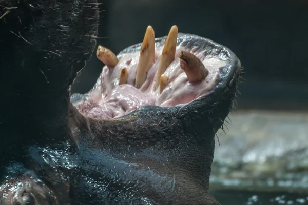 Hipopotamy zębów — Zdjęcie stockowe
