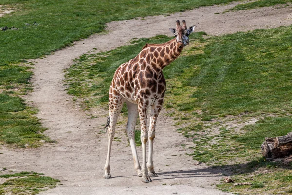 Giraffe — Stock Photo, Image