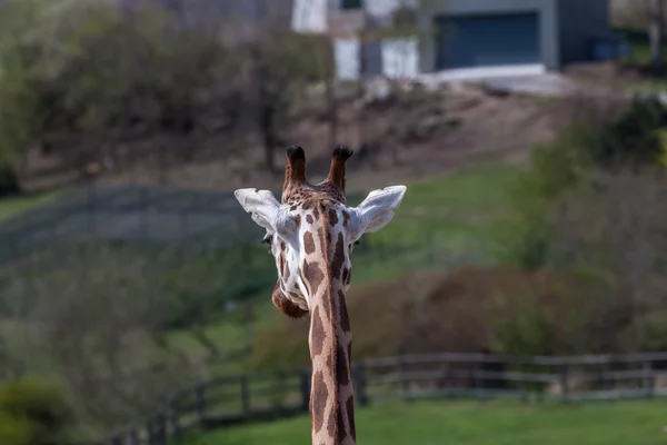 Giraffe — Stock Photo, Image