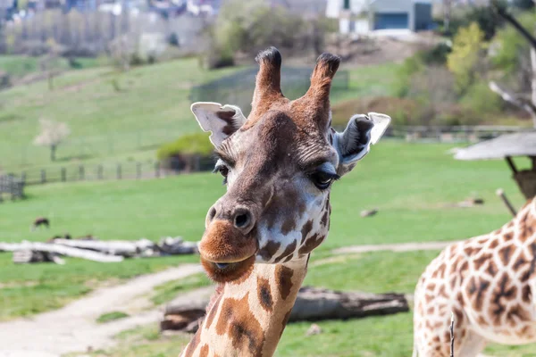 Giraffe — Stock Photo, Image