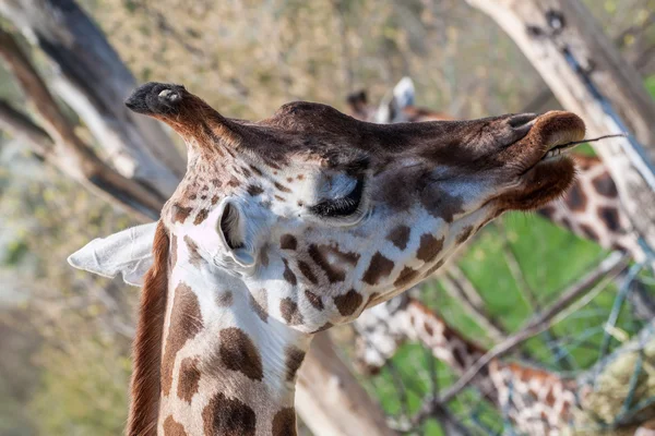 Giraffe — Stock Photo, Image