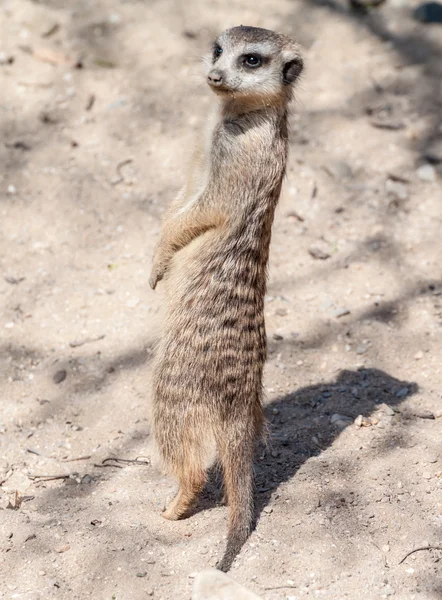 Suricate — Stok fotoğraf