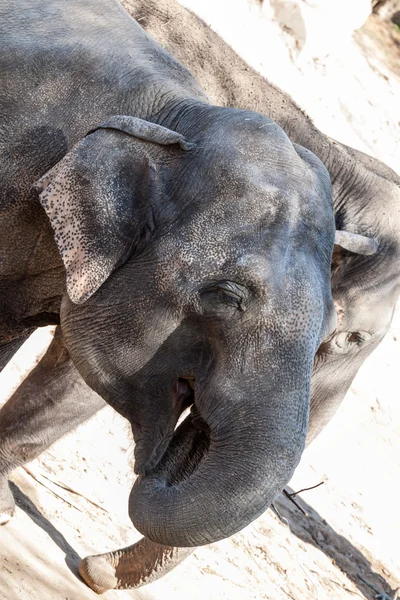 Asiatisk elefant - Stock-foto