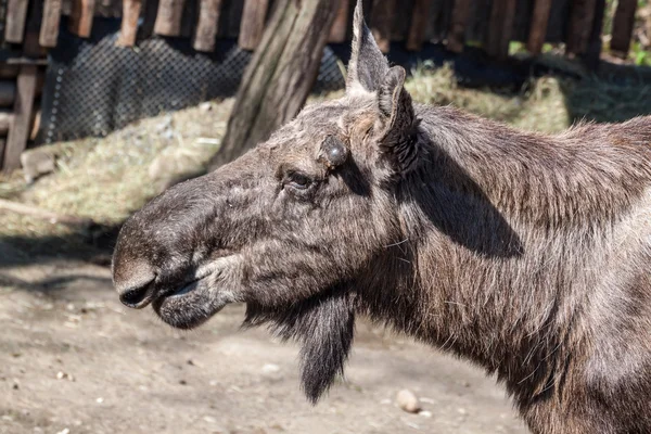 Vrouwelijke moose — Stockfoto