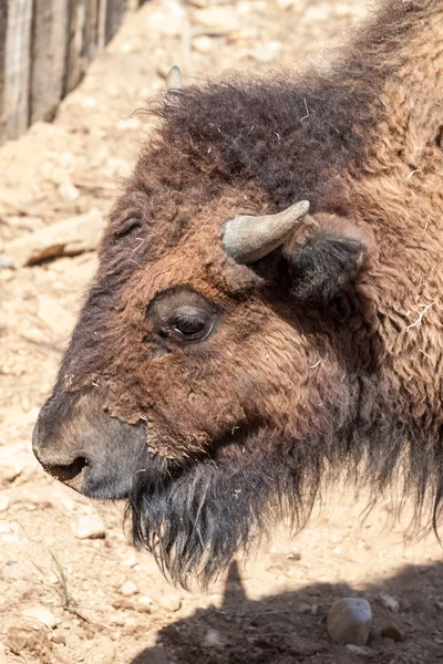 European bison — Stock Photo, Image