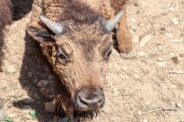 Europeisk bisonoxe — Stockfoto