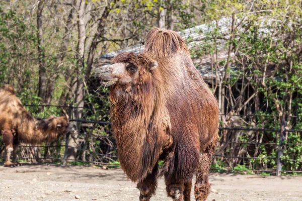 Two humped camel — Stock Photo, Image