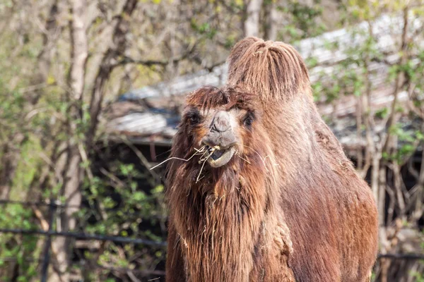 Two humped camel — Stock Photo, Image