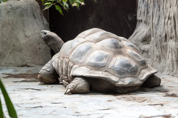 Galapagos giant tortoise — Stock Photo, Image