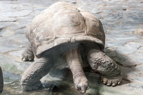Galapagos tartaruga gigante — Foto Stock