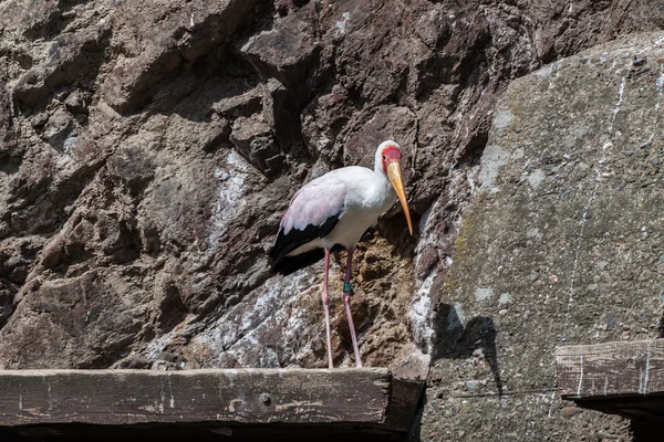 Cigüeña pintada — Foto de Stock