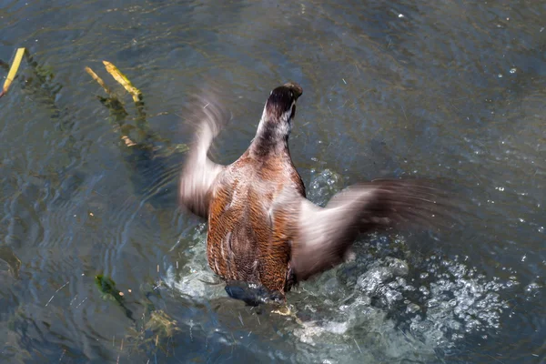 Duck taking off — Stock Photo, Image