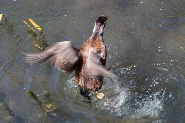 Duck taking off — Stock Photo, Image