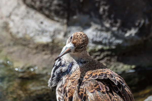 Pájaro de Ruff —  Fotos de Stock