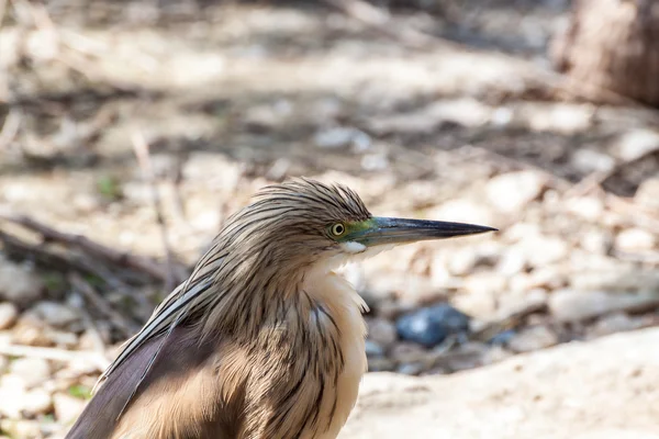 Garza de Squacco — Foto de Stock