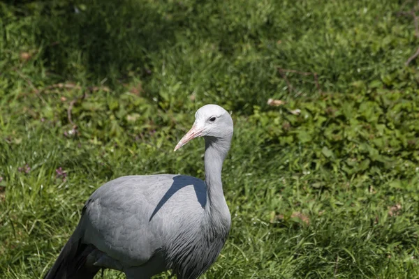 Crane bird — Stock Photo, Image