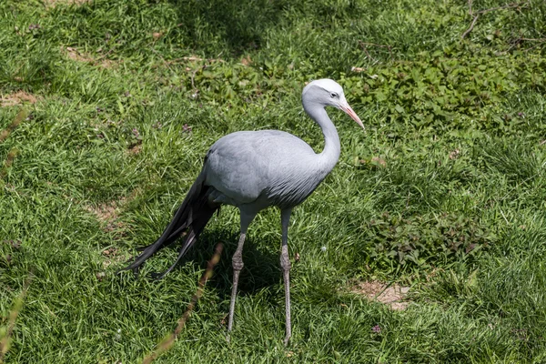 Uccello gru — Foto Stock