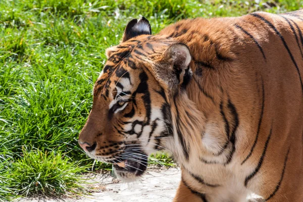 Wandelen tijger — Stockfoto