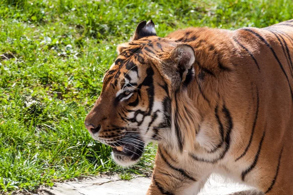 Gehender Tiger — Stockfoto