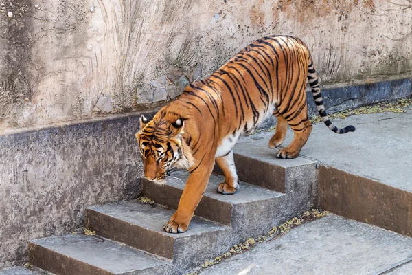 Tigre ambulante — Fotografia de Stock