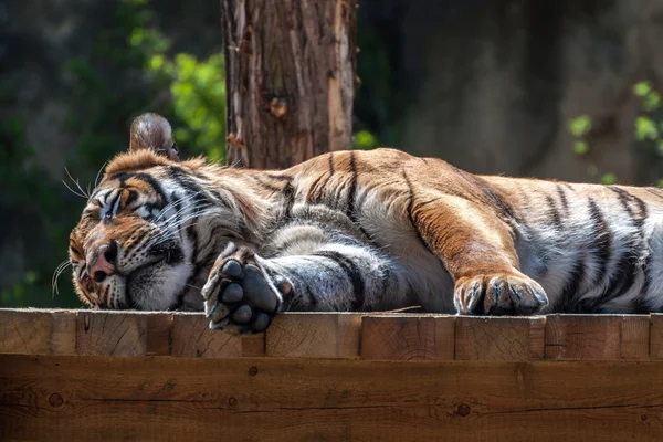 Tigre relaxante — Fotografia de Stock