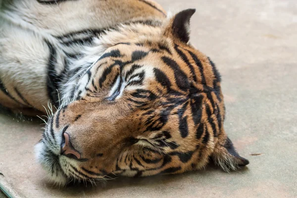 Tigre dormido — Foto de Stock