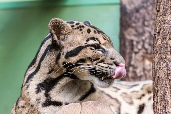 Trübter Leopard — Stockfoto