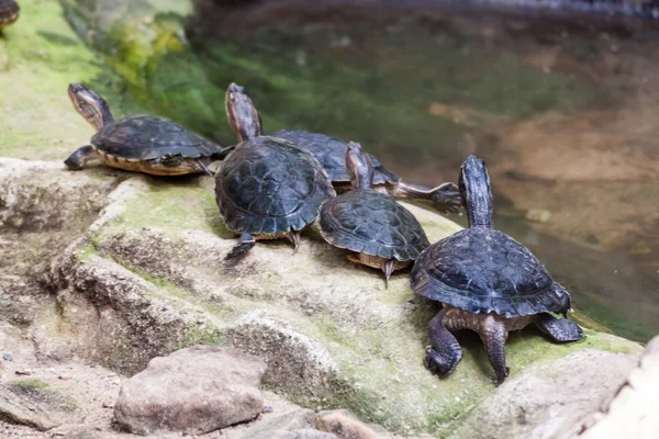 Westliche Teichschildkröten — Stockfoto