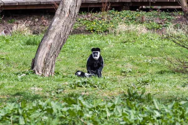 Colobus apa — 图库照片