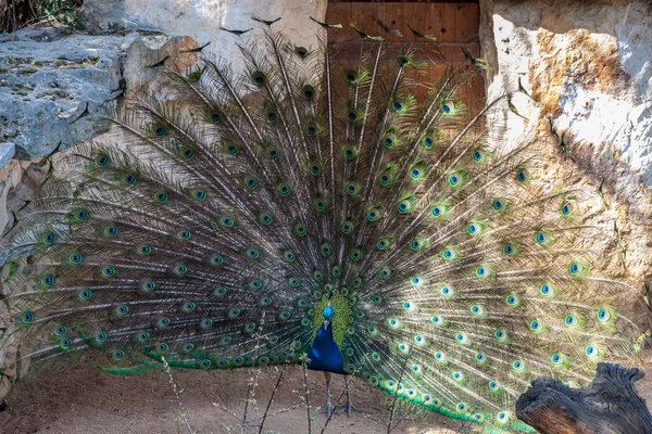 Male Peafowl — Stock Photo, Image