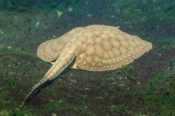 Tigre Stingray — Foto Stock