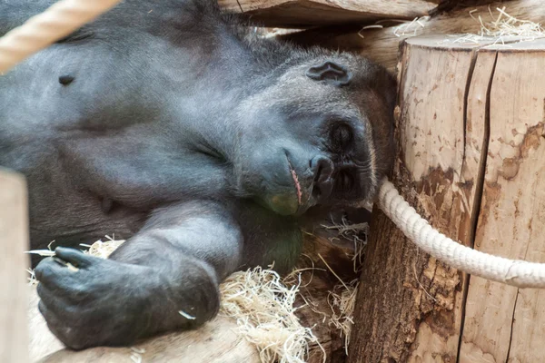 Gorillaweibchen — Stockfoto