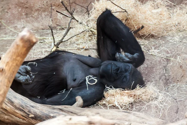 Kvinde Gorilla - Stock-foto