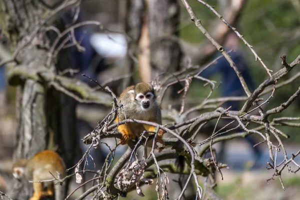 Squirrel monkey — Stock Photo, Image