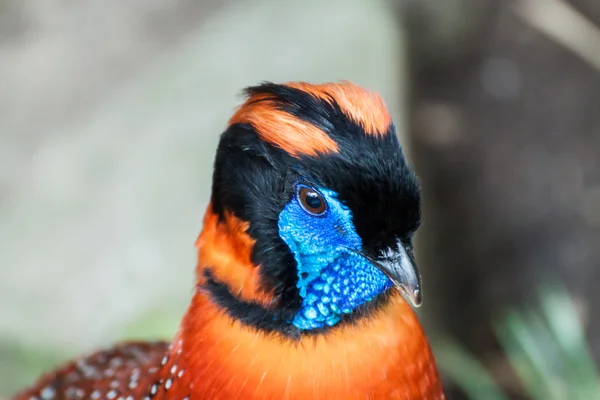 El tragopan de Temminck —  Fotos de Stock