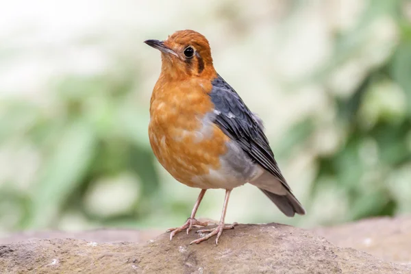 Tordo-de-cabeça-laranja — Fotografia de Stock