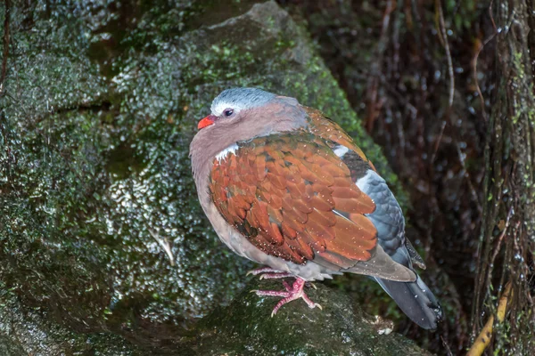 Common emerald dove — Stock Photo, Image