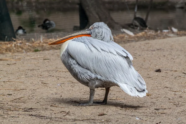 Pellicano bianco americano — Foto Stock