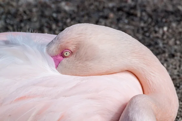 Greater flamingo closeup — Stock Photo, Image