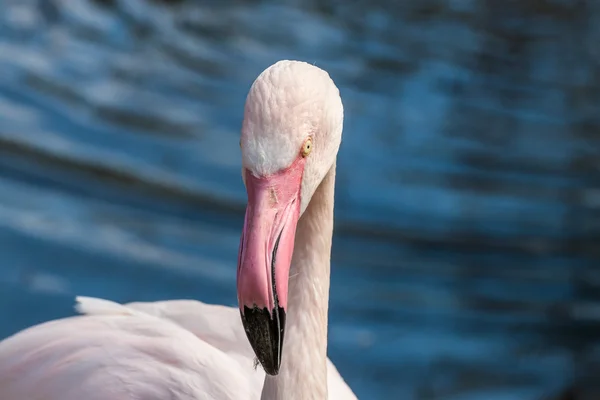 Büyük flamingo, tam yüz — Stok fotoğraf