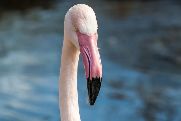 Büyük flamingo, tam yüz — Stok fotoğraf