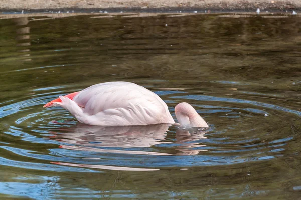 Büyük flamingo — Stok fotoğraf