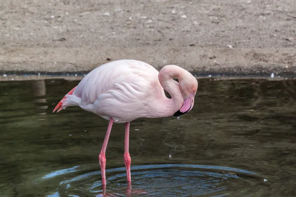 Büyük flamingo — Stok fotoğraf