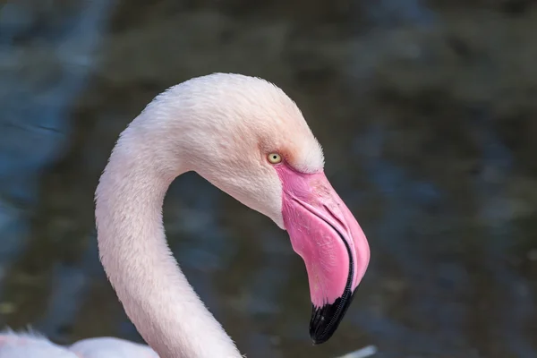 Profil porträtt större flamingo — Stockfoto