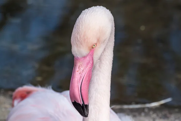 Heltäckande ansiktsskydd av större flamingo — Stockfoto