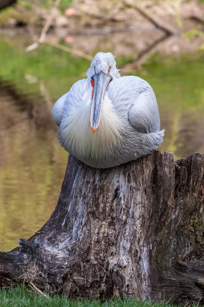 Amerikanischer Weißpelikan — Stockfoto