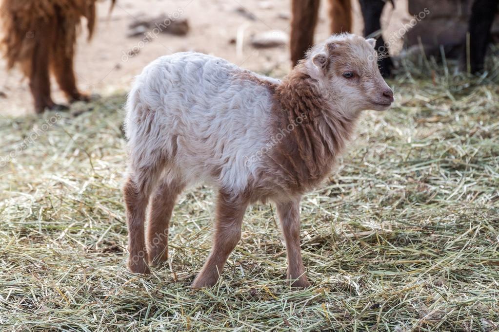 Agneau Bebe Photographie Nikolay100 C