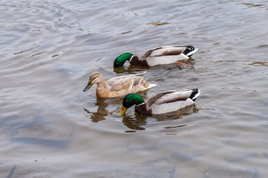 Üç yeşilbaş ördek