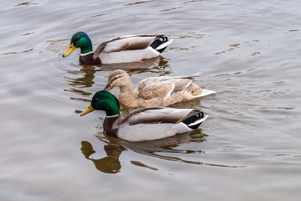 Tre gräsand — Stockfoto