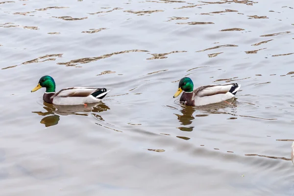 Two Mallard ducks — Stock Photo, Image